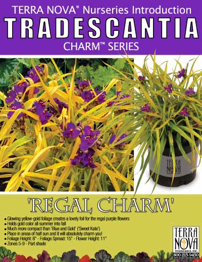 Tradescantia 'Regal Charm' - Product Profile