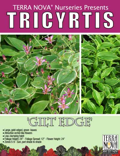 Tricyrtis 'Gilt Edge' - Product Profile