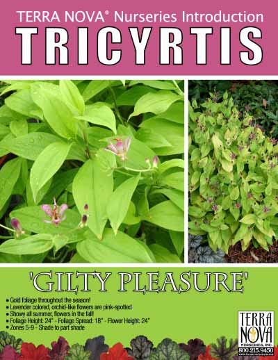 Tricyrtis 'Gilty Pleasure' - Product Profile