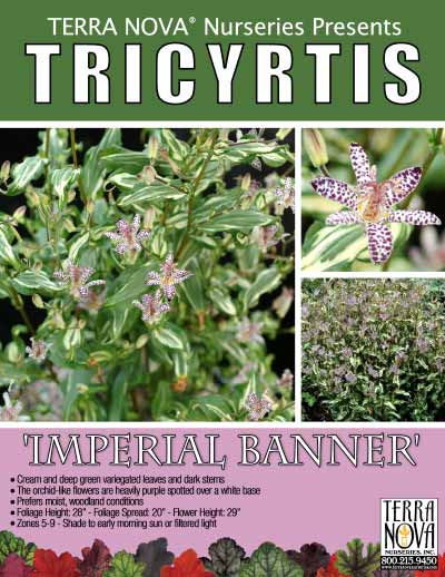 Tricyrtis 'Imperial Banner' - Product Profile