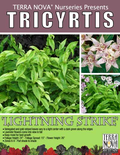Tricyrtis 'Lightning Strike' - Product Profile
