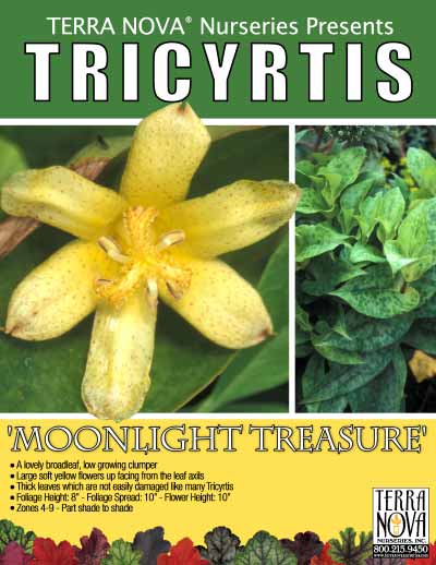 Tricyrtis 'Moonlight Treasure' - Product Profile