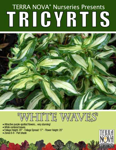 Tricyrtis 'White Waves' - Product Profile