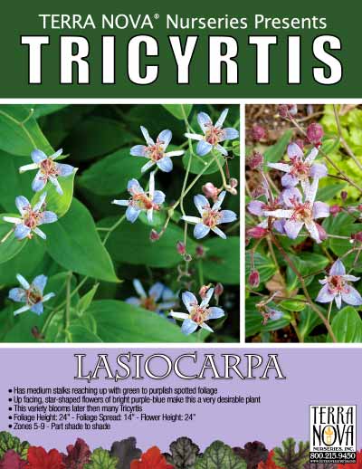 Tricyrtis lasiocarpa - Product Profile