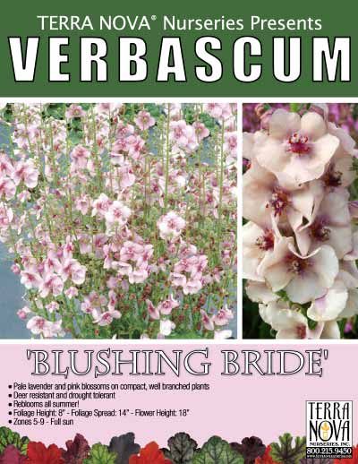 Verbascum 'Blushing Bride' - Product Profile