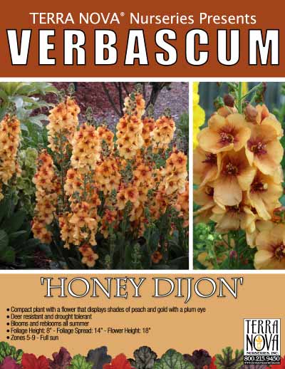 Verbascum 'Honey Dijon' - Product Profile