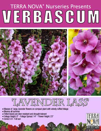 Verbascum 'Lavender Lass' - Product Profile