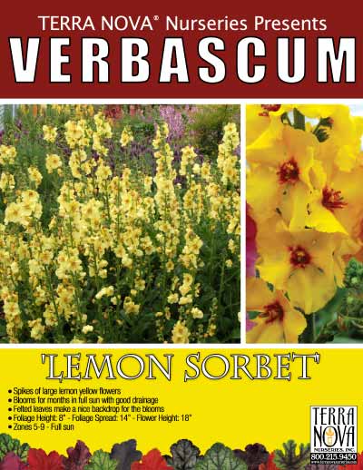 Verbascum 'Lemon Sorbet' - Product Profile