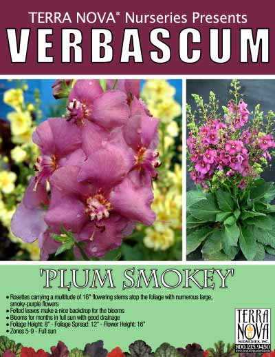 Verbascum 'Plum Smokey' - Product Profile