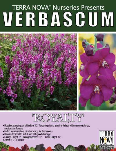 Verbascum 'Royalty' - Product Profile