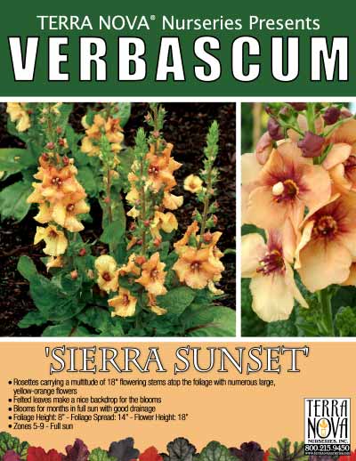Verbascum 'Sierra Sunset' - Product Profile