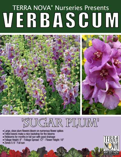 Verbascum 'Sugar Plum' - Product Profile