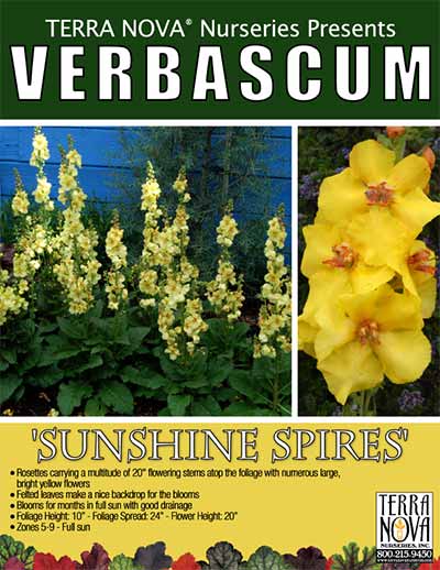 Verbascum 'Sunshine Spires' - Product Profile