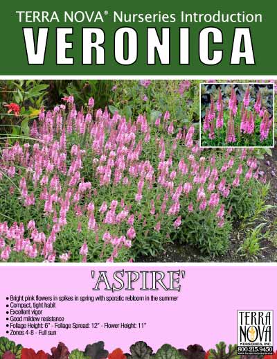 Veronica 'Aspire' - Product Profile