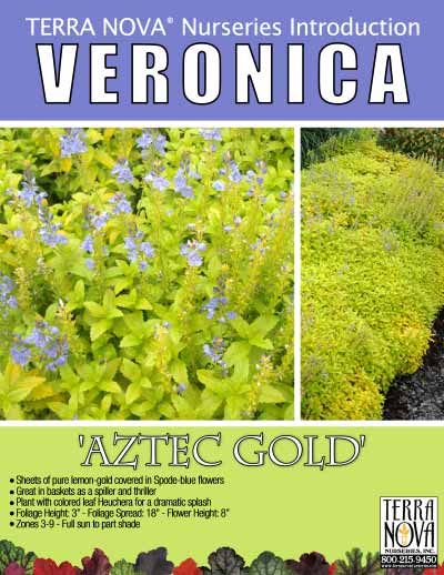 Veronica 'Aztec Gold' - Product Profile
