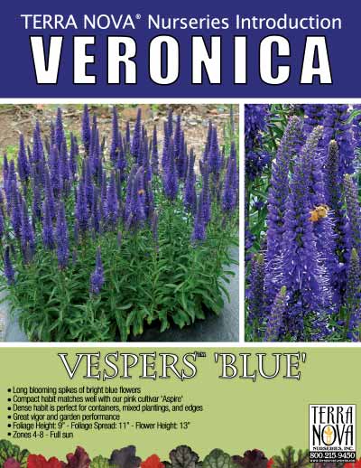 Veronica VESPERS™ 'Blue' - Product Profile