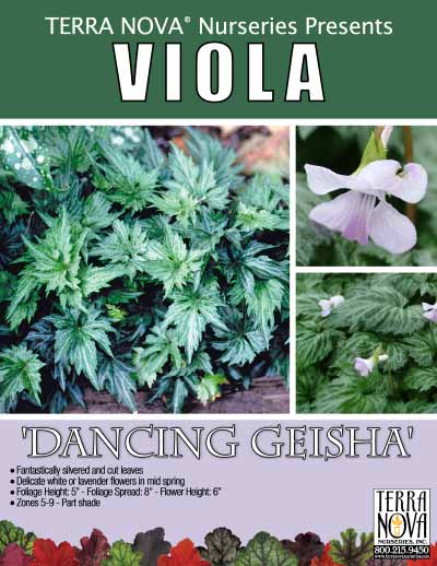 Viola 'Dancing Geisha' - Product Profile