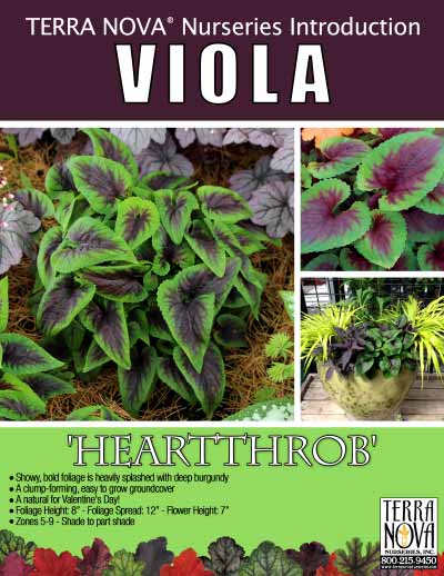 Viola 'Heartthrob' - Product Profile