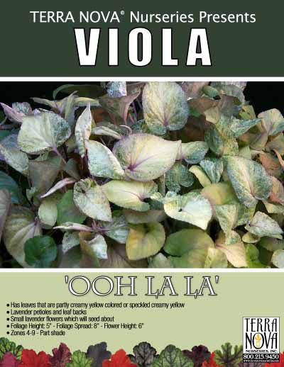 Viola 'Ooh La La' - Product Profile