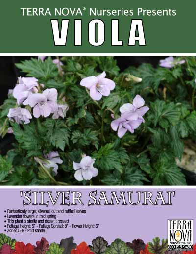 Viola 'Silver Samurai' - Product Profile