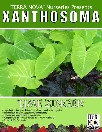 Xanthosoma 'Lime Zinger' - Product Profile