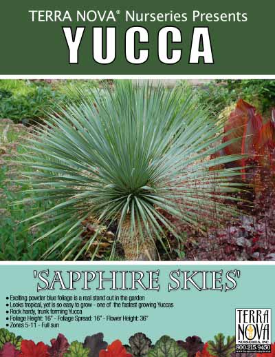 Yucca 'Sapphire Skies' - Product Profile