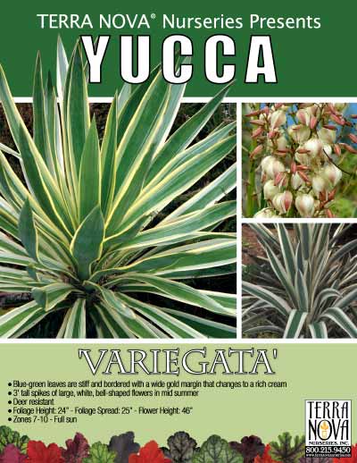 Yucca 'Variegata' - Product Profile