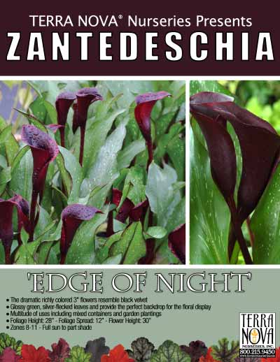 Zantedeschia 'Edge Of Night' - Product Profile