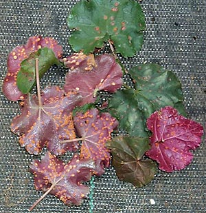 Heuchera Rust