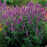 Agastache 'Blue Boa'