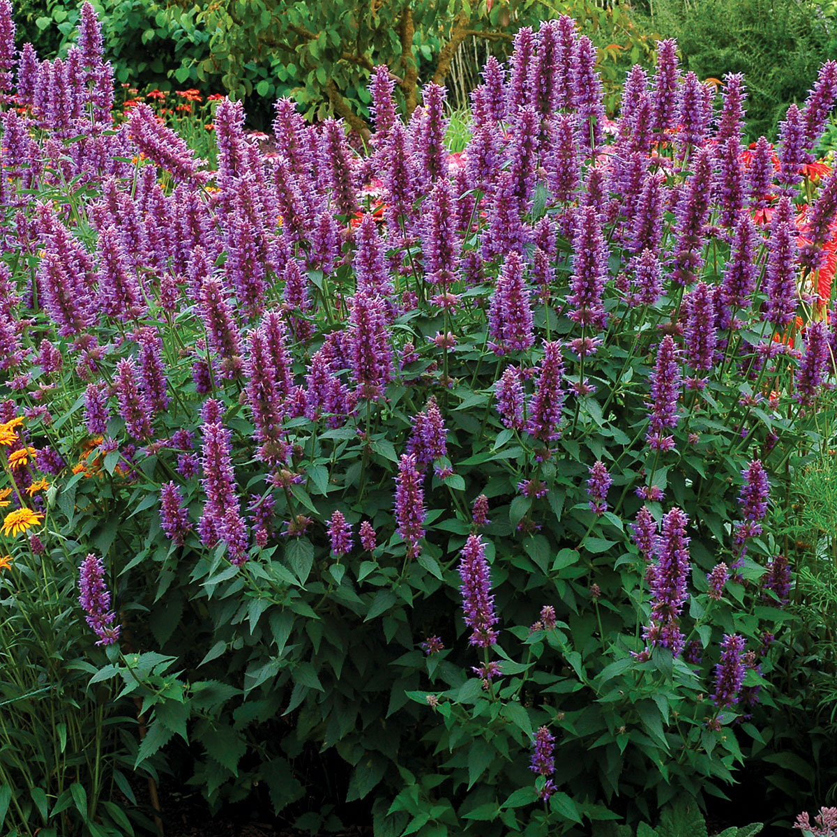 Agastache 'Blue Boa'