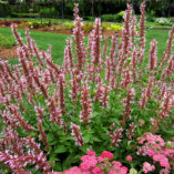 Agastache 'Cotton Candy'