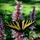 Agastache 'Cotton Candy'