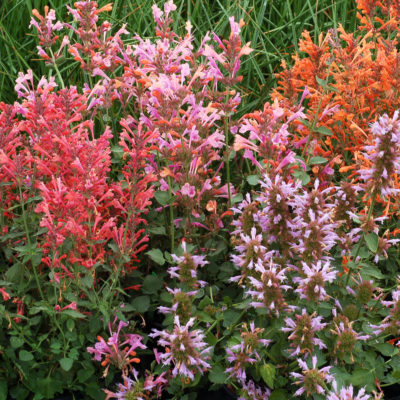 Agastache ‘Kudos Ambrosia’