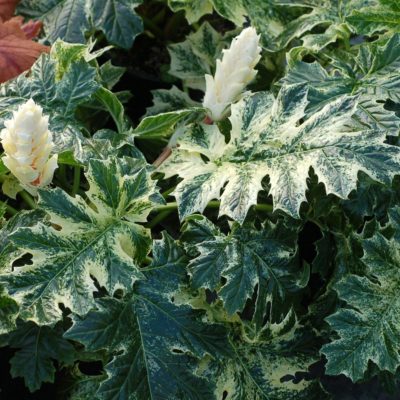 Acanthus 'Whitewater'