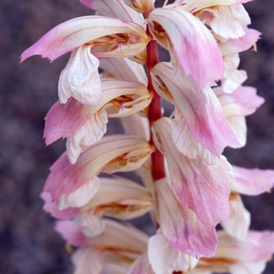 Acanthus 'Whitewater'