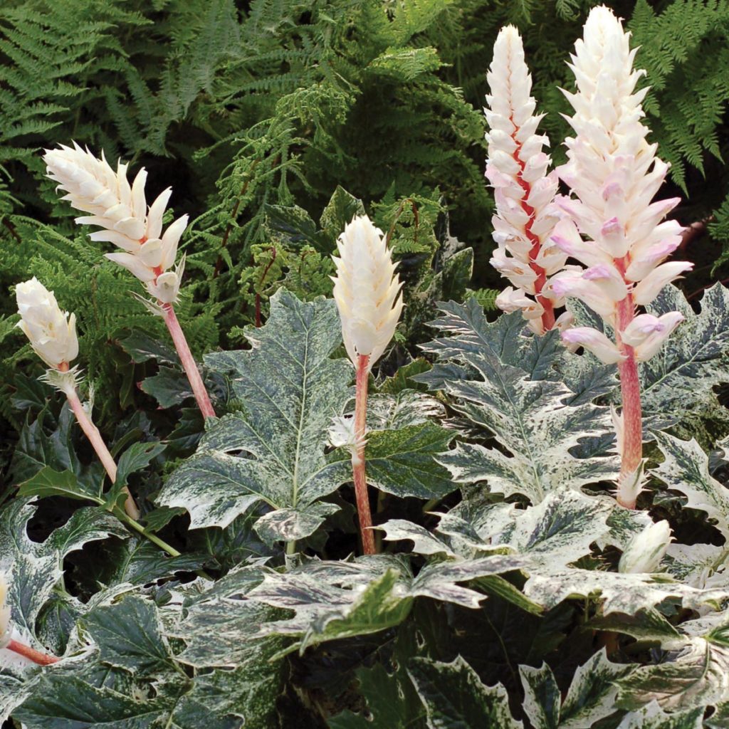 Acanthus ‘Whitewater’ TERRA NOVA® Nurseries, Inc.