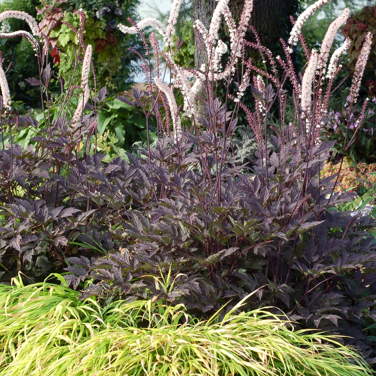 Actaea 'Black Negligee'