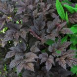 Actaea 'Black Negligee'