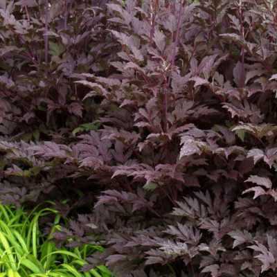 Actaea 'Black Negligee'