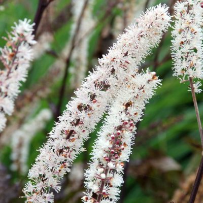 Actaea 'Black Negligee'