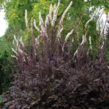 Actaea 'Black Negligee'