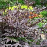 Actaea 'Black Negligee'