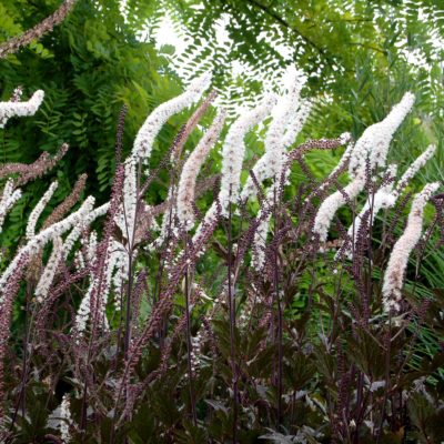 Actaea 'Black Negligee'