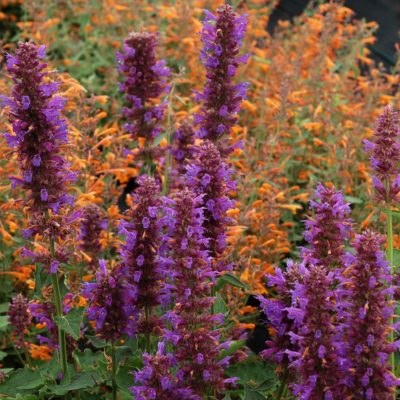 Agastache 'Blue Boa'