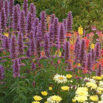 Agastache 'Blue Boa'