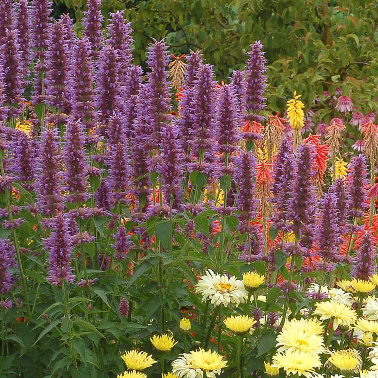 Agastache ‘Blue Boa’ | TERRA NOVA® Nurseries, Inc.