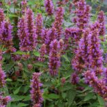 Agastache 'Blue Boa'