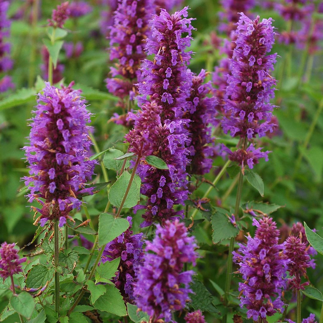 Agastache ‘Blue Boa’ | TERRA NOVA® Nurseries, Inc.