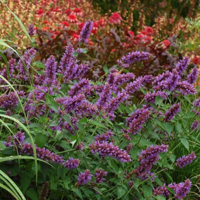 Agastache 'Blue Boa'